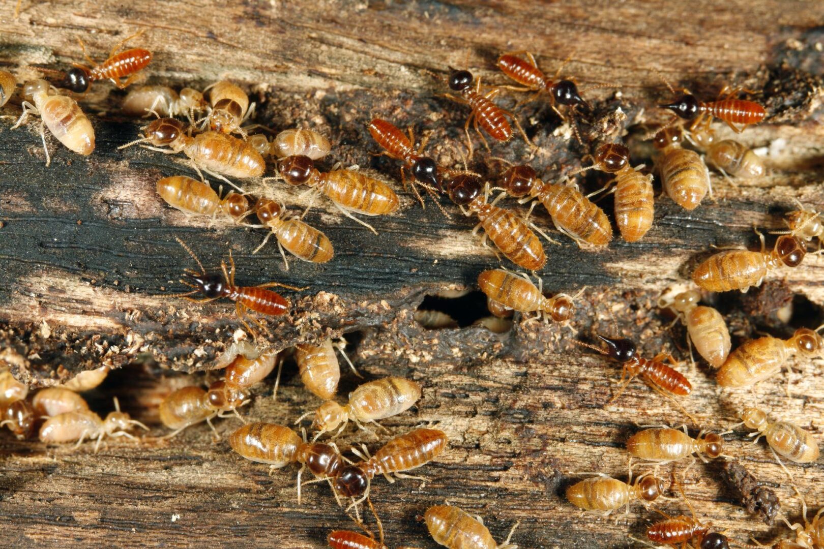 A close up of many termites on the ground