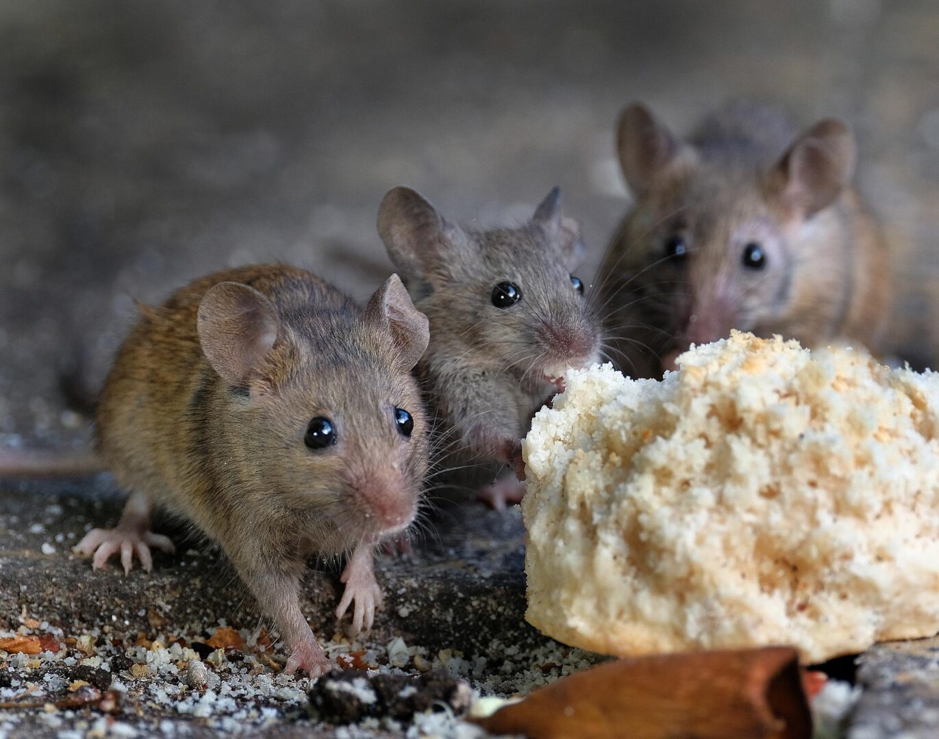 A group of mice standing next to a piece of food.