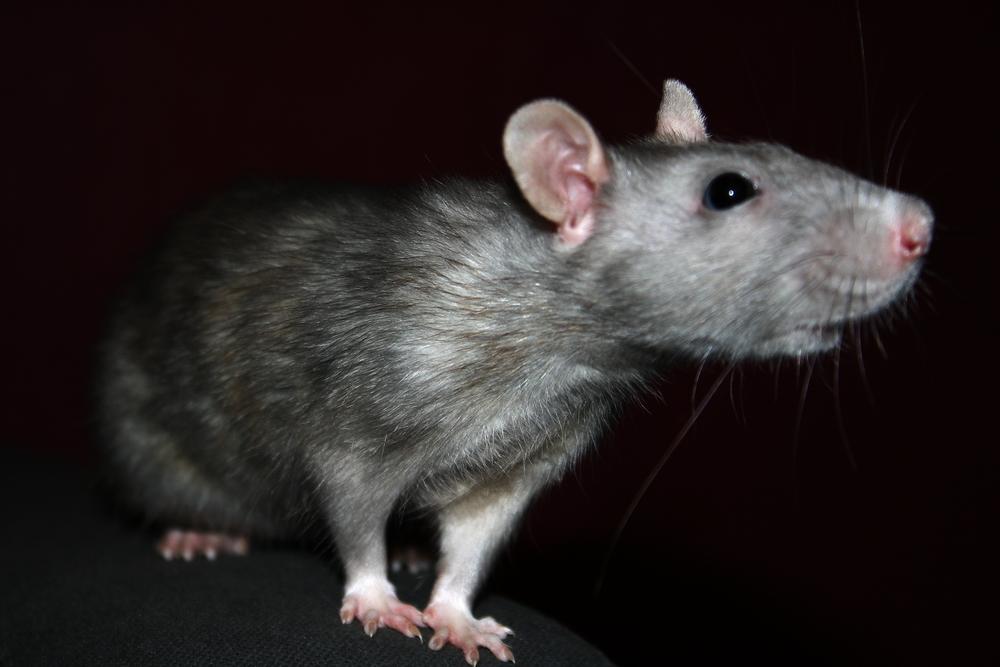 A rat is standing on the ground looking at something.