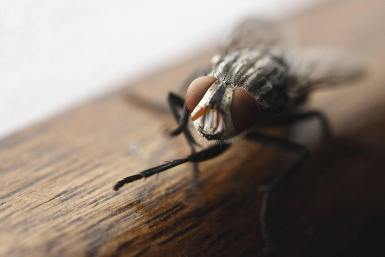 A close up of the head and legs of a fly.