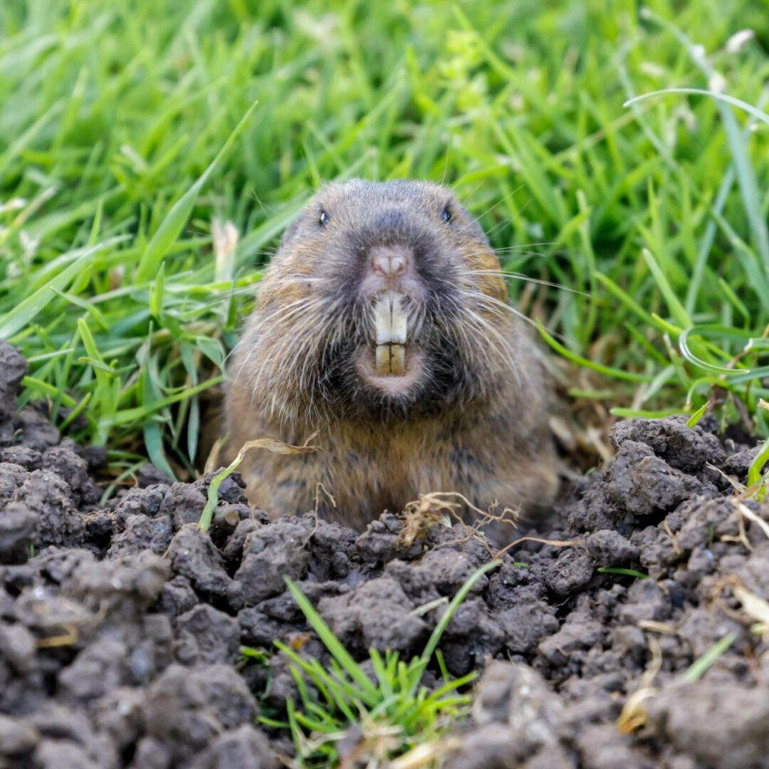 A close up of a groundhog in the dirt