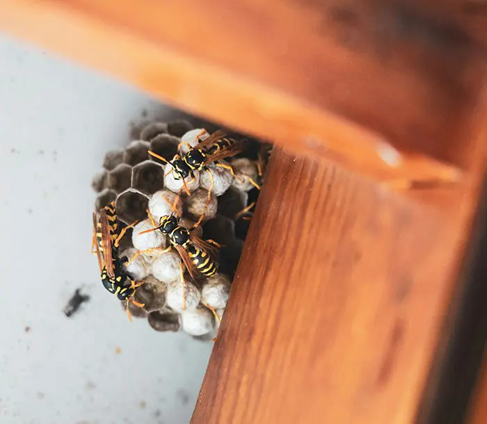 A bee hive with bees and other insects on it.