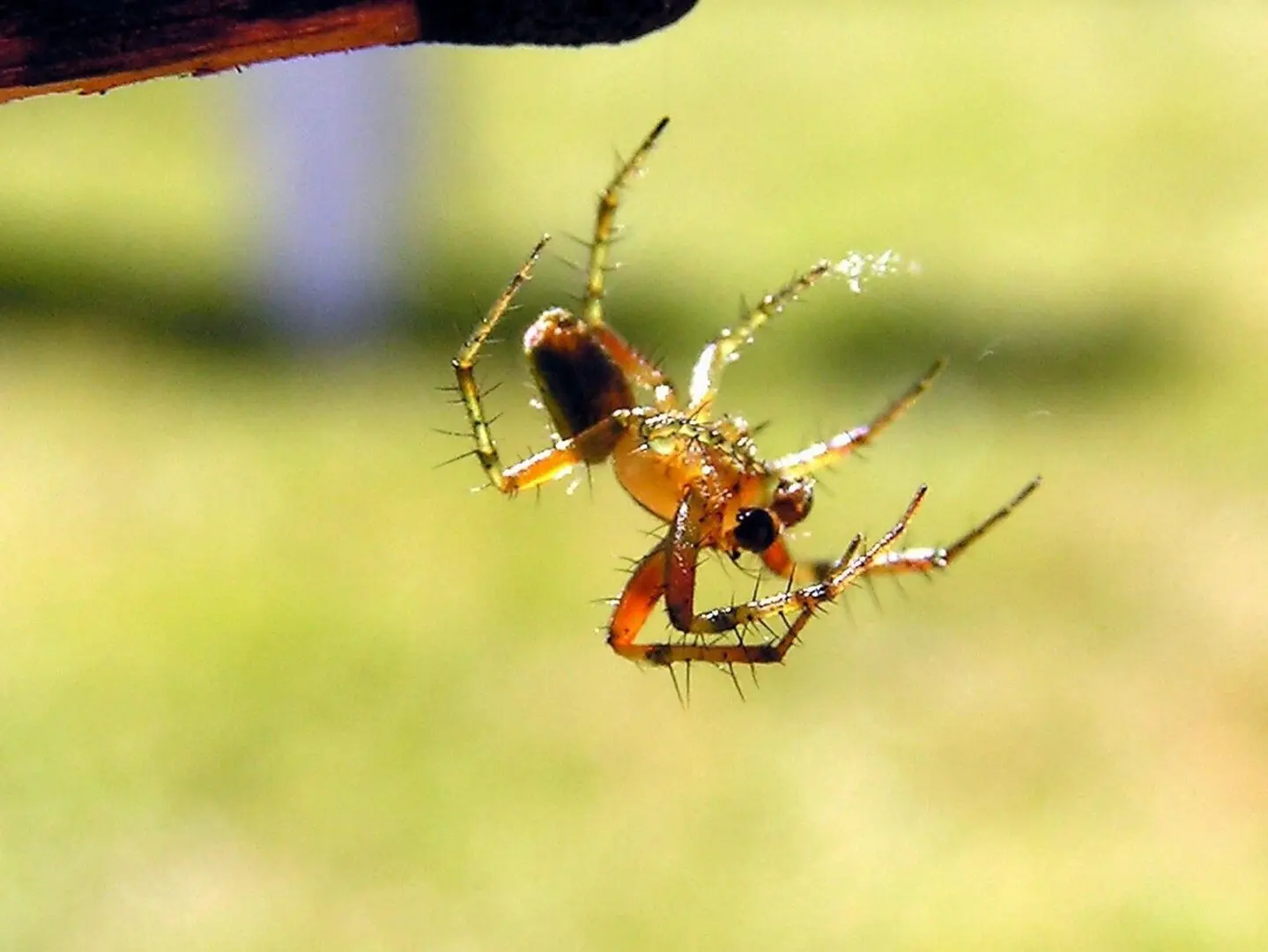 A spider is hanging upside down on the tree.