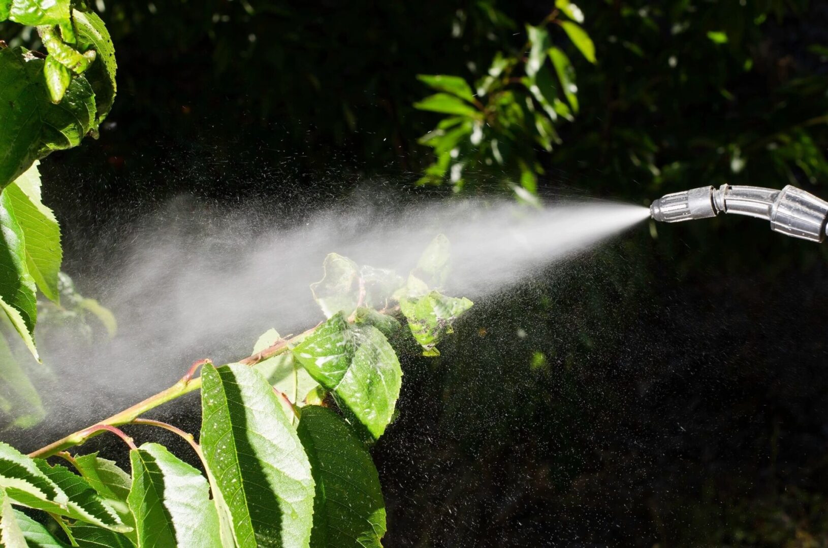 A spray of water spraying from the side of a tree.