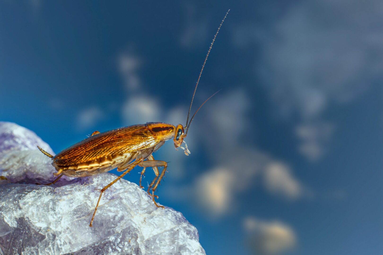 A brown bug with long antennae on top of snow.