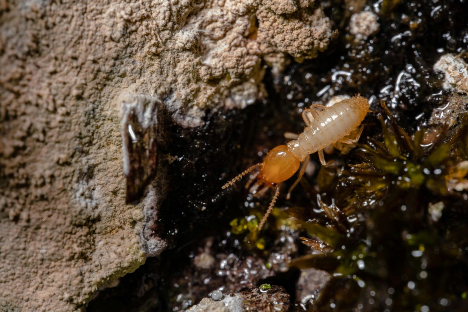 A close up of an ant on the ground