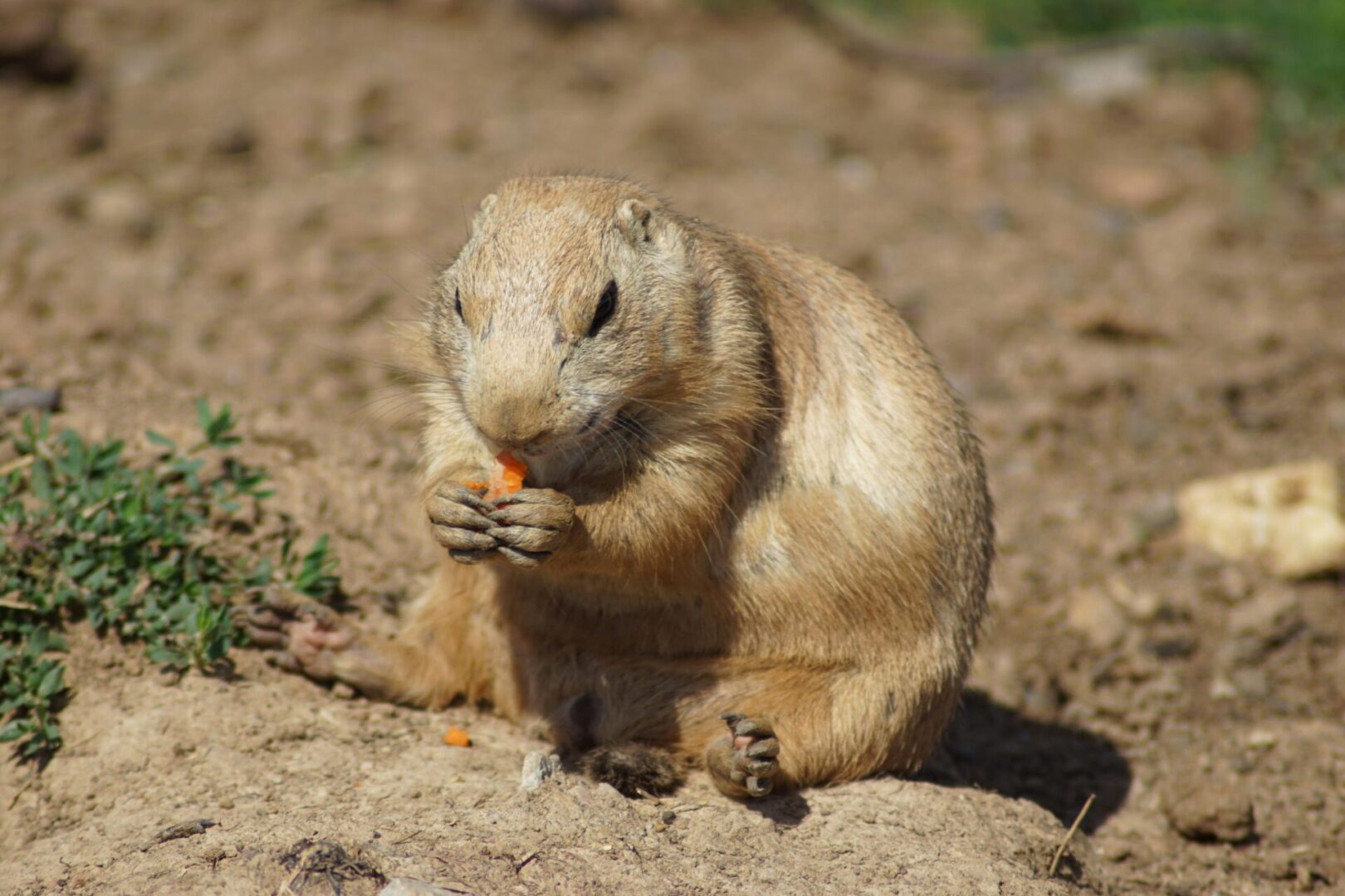 A prairie dog eating some grass on the ground