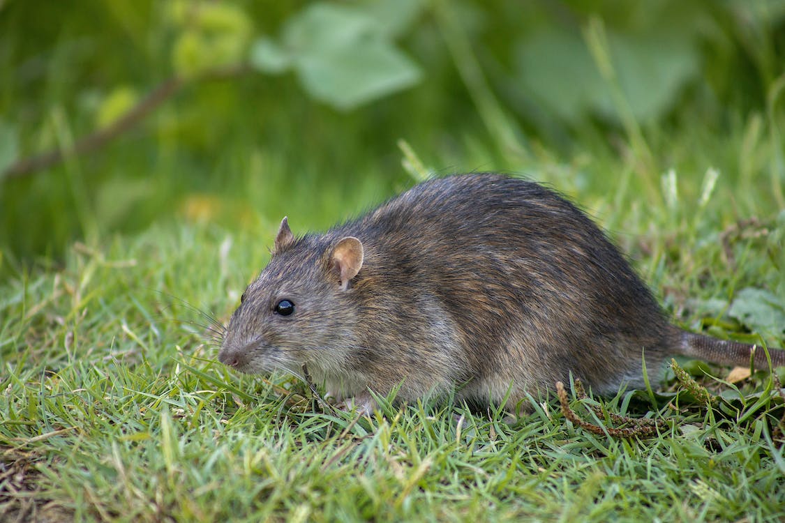 A rat is standing in the grass near some bushes.