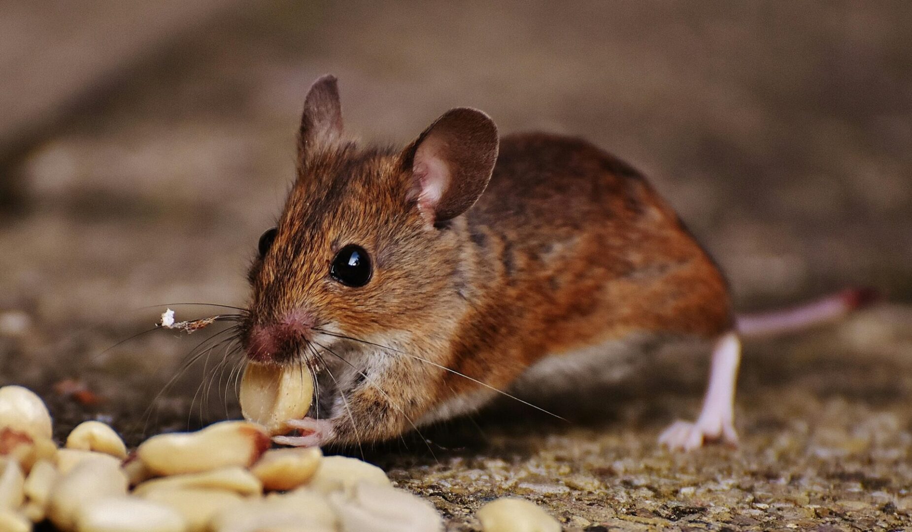 A mouse eating food on the ground.