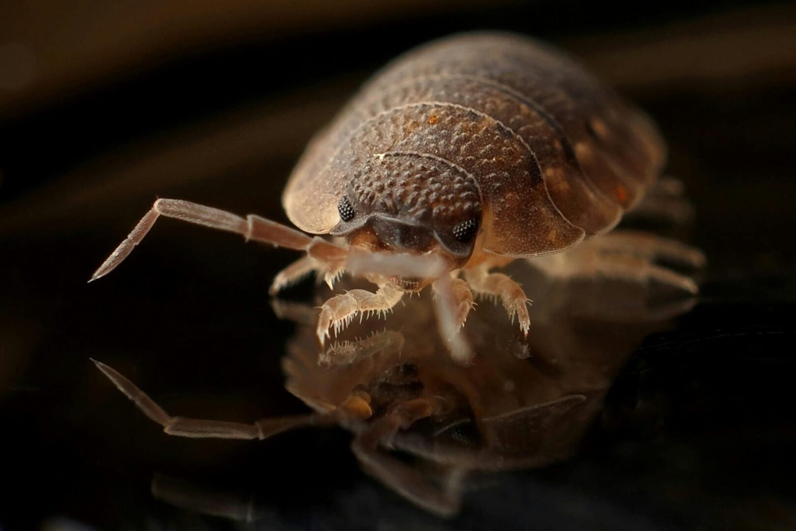 A close up of a bed bug on the ground