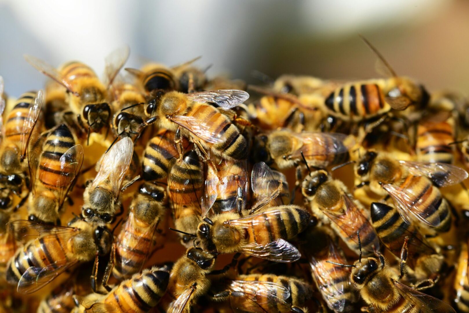 A close up of many bees on the ground