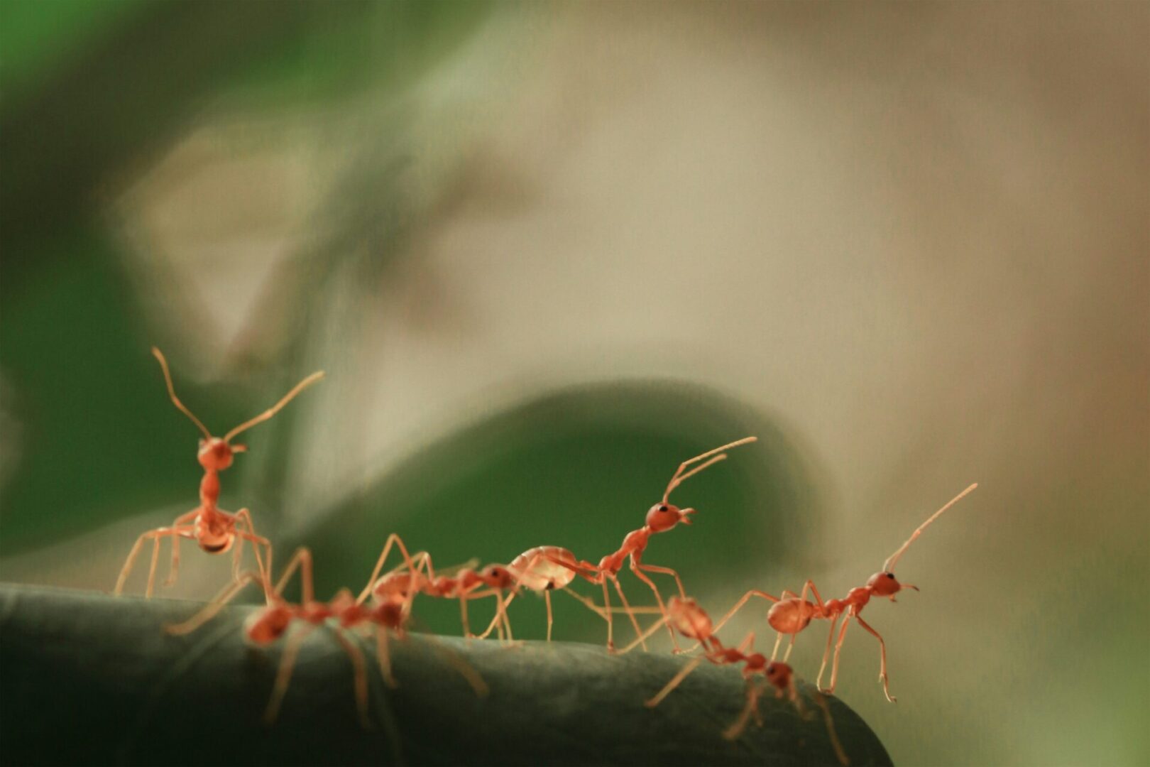 A group of ants walking across a leaf.