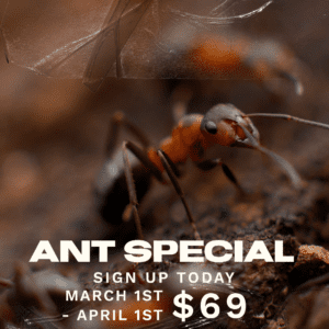 Eary Ant Special!