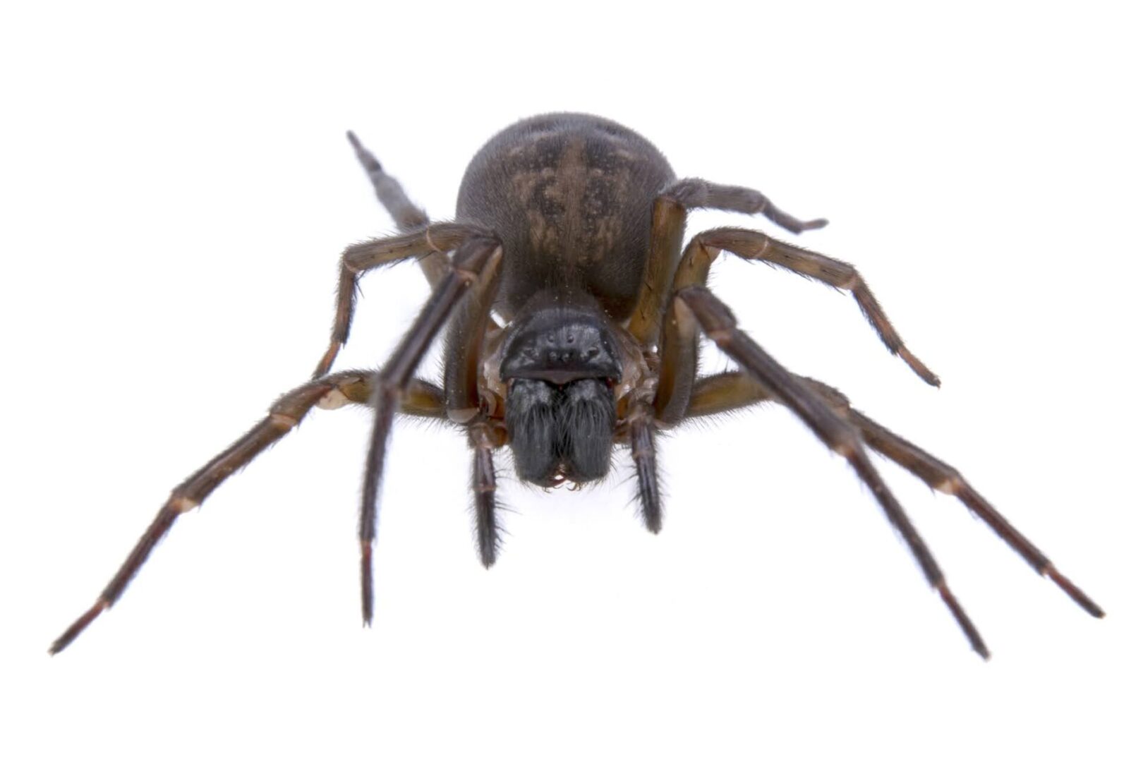 Dark brown spider isolated on a white background