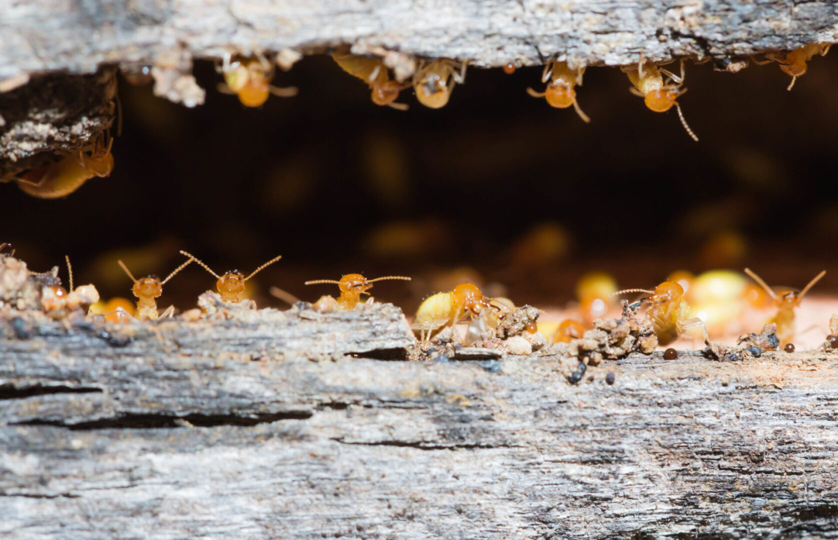 termite Termites are nesting in the timber.