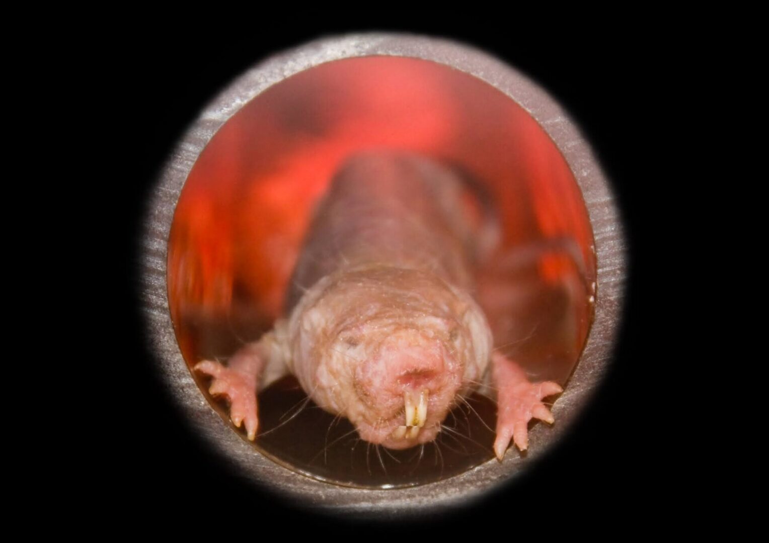 Eary Termite & Pest Services