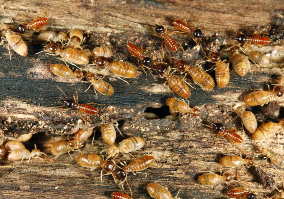 A close up of many termites on the ground