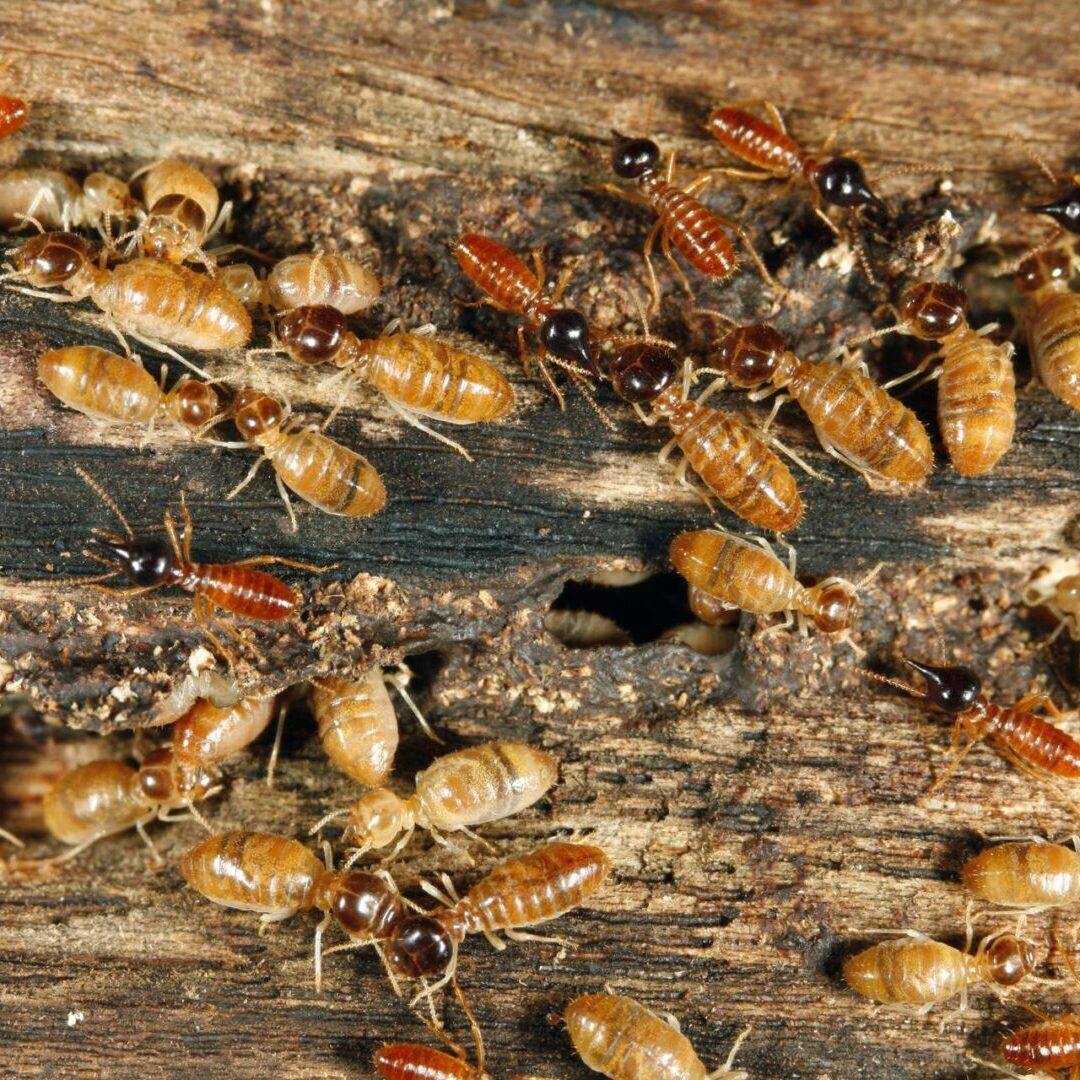 A close up of many termites on the ground