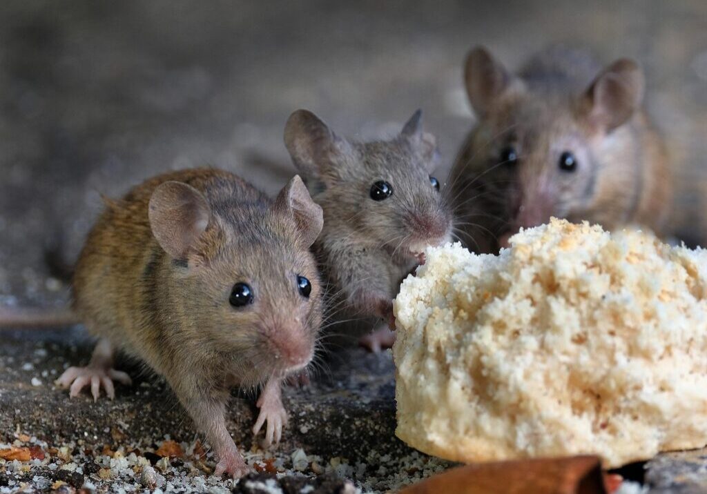 A group of mice standing next to a piece of food.