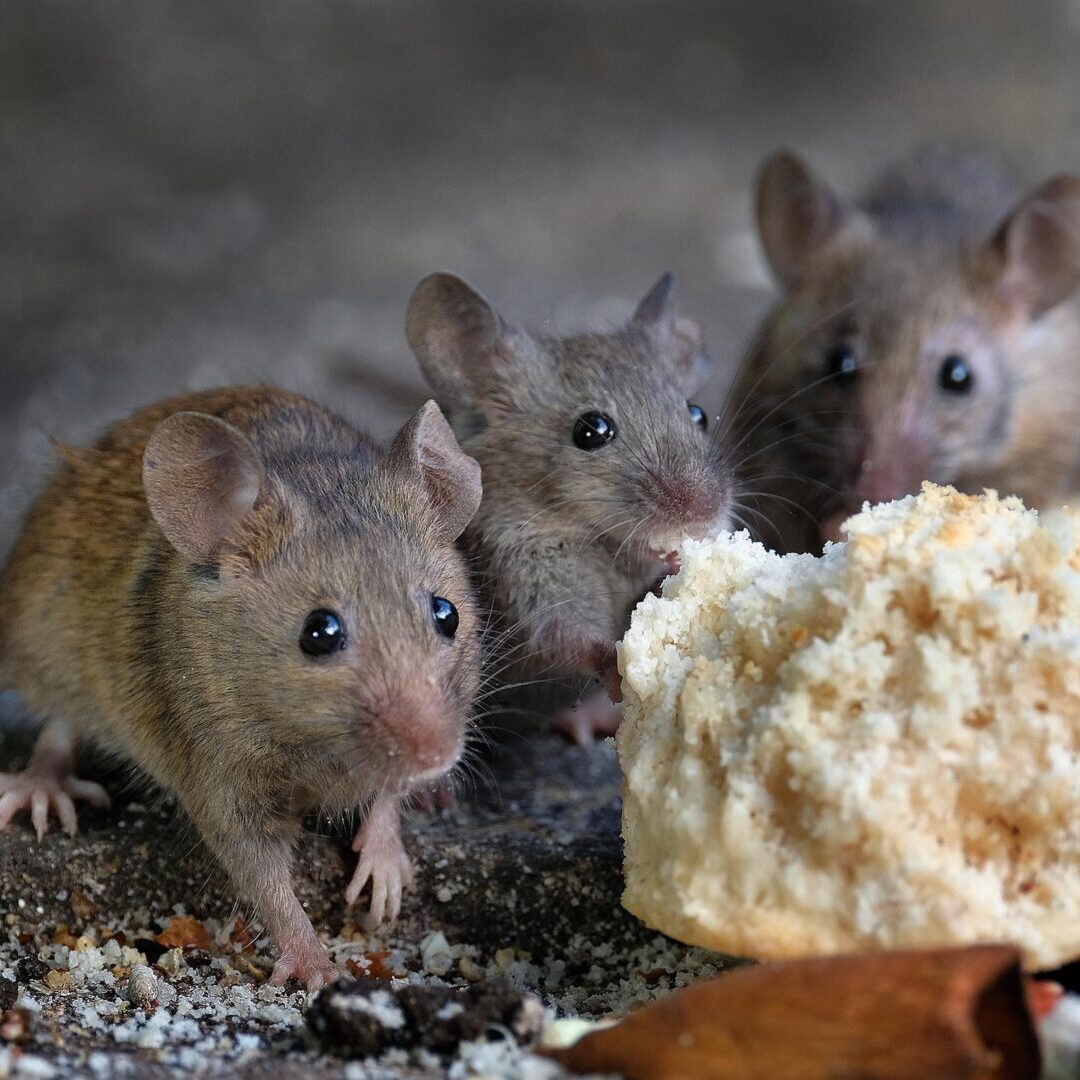 A group of mice standing next to a piece of food.