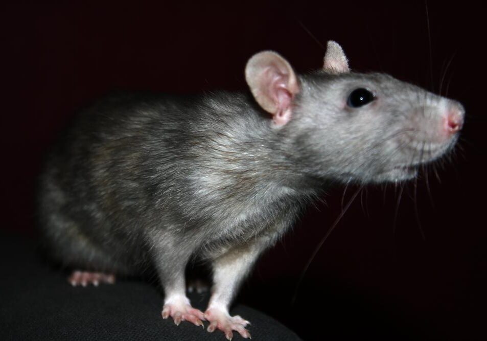 A rat is standing on the ground looking at something.