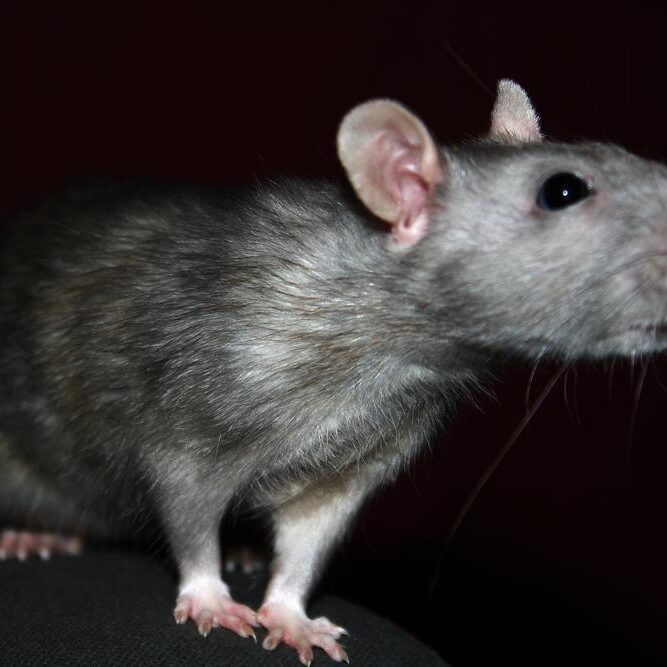 A rat is standing on the ground looking at something.