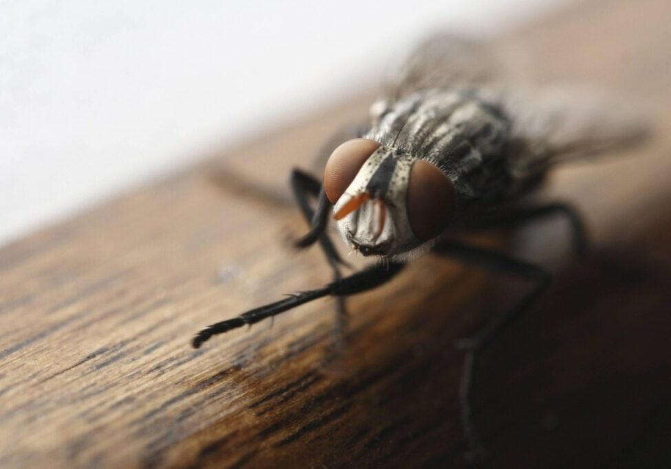 A close up of the head and legs of a fly.