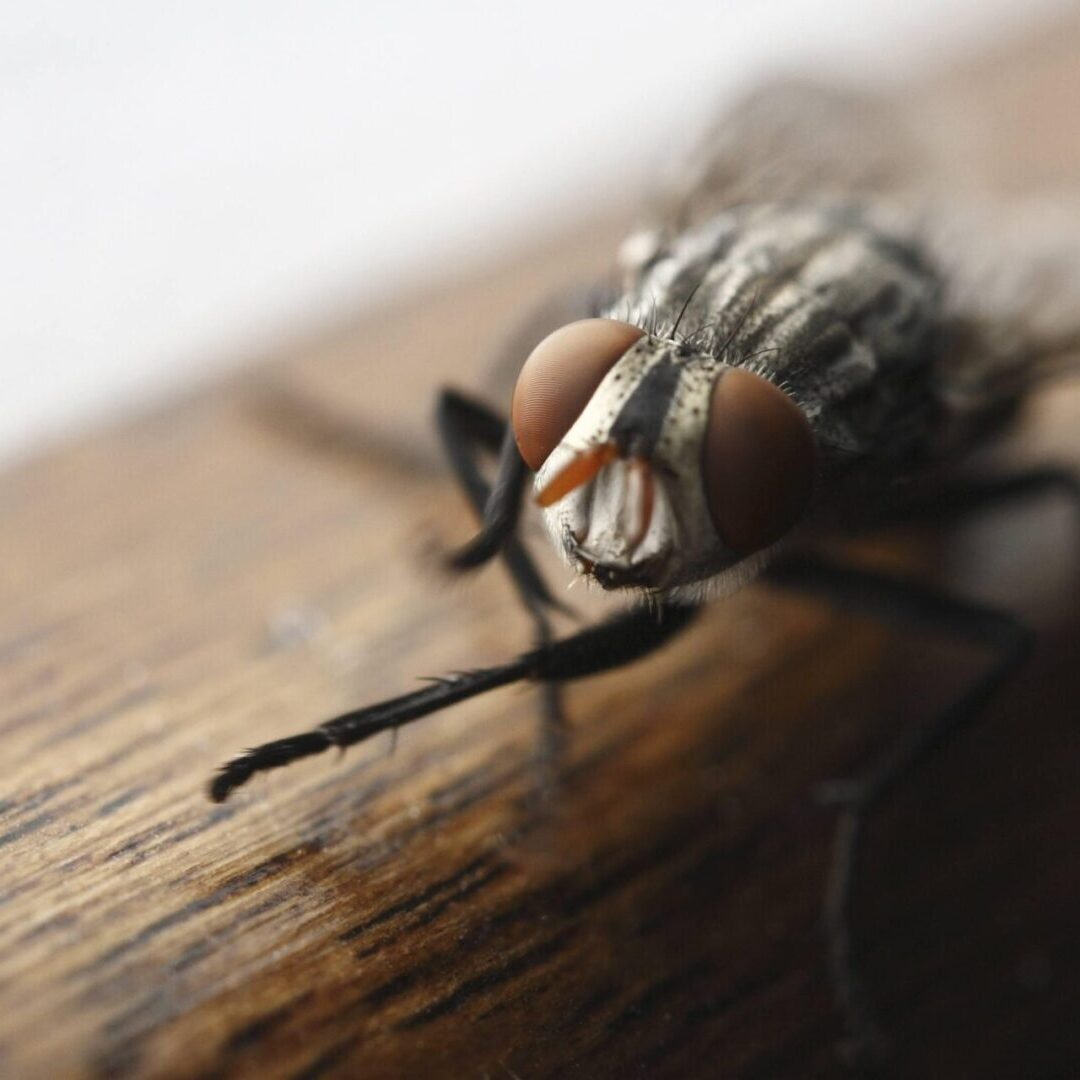 A close up of the head and legs of a fly.