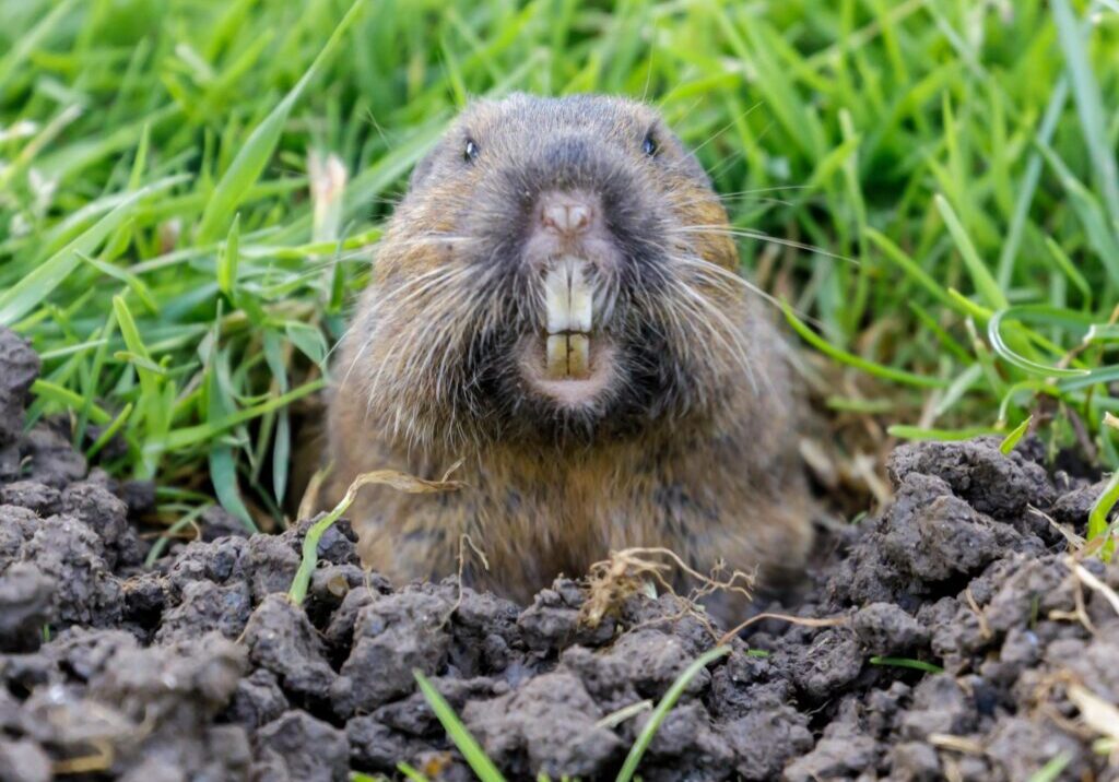 A close up of a groundhog in the dirt