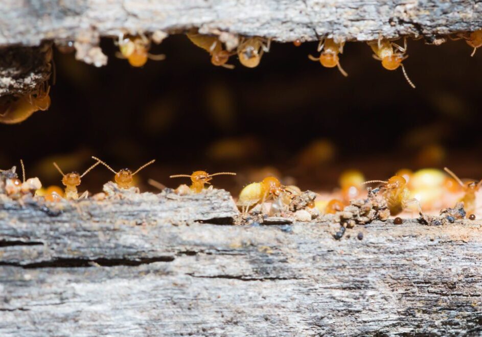 termite Termites are nesting in the timber.