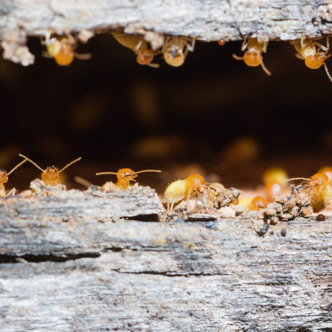 Termites are nesting in the timber.