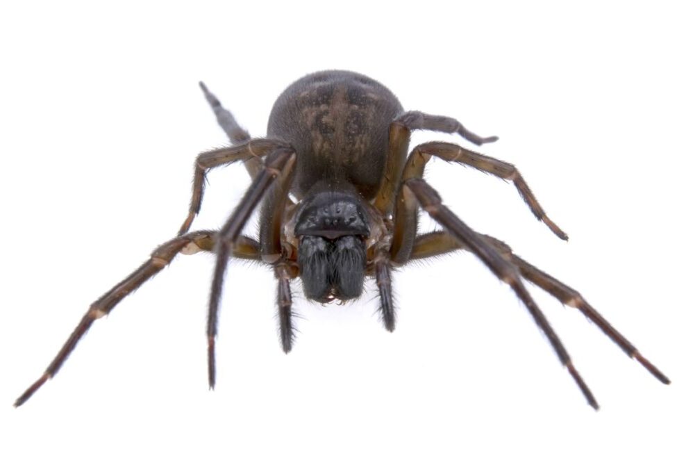 Dark brown spider isolated on a white background