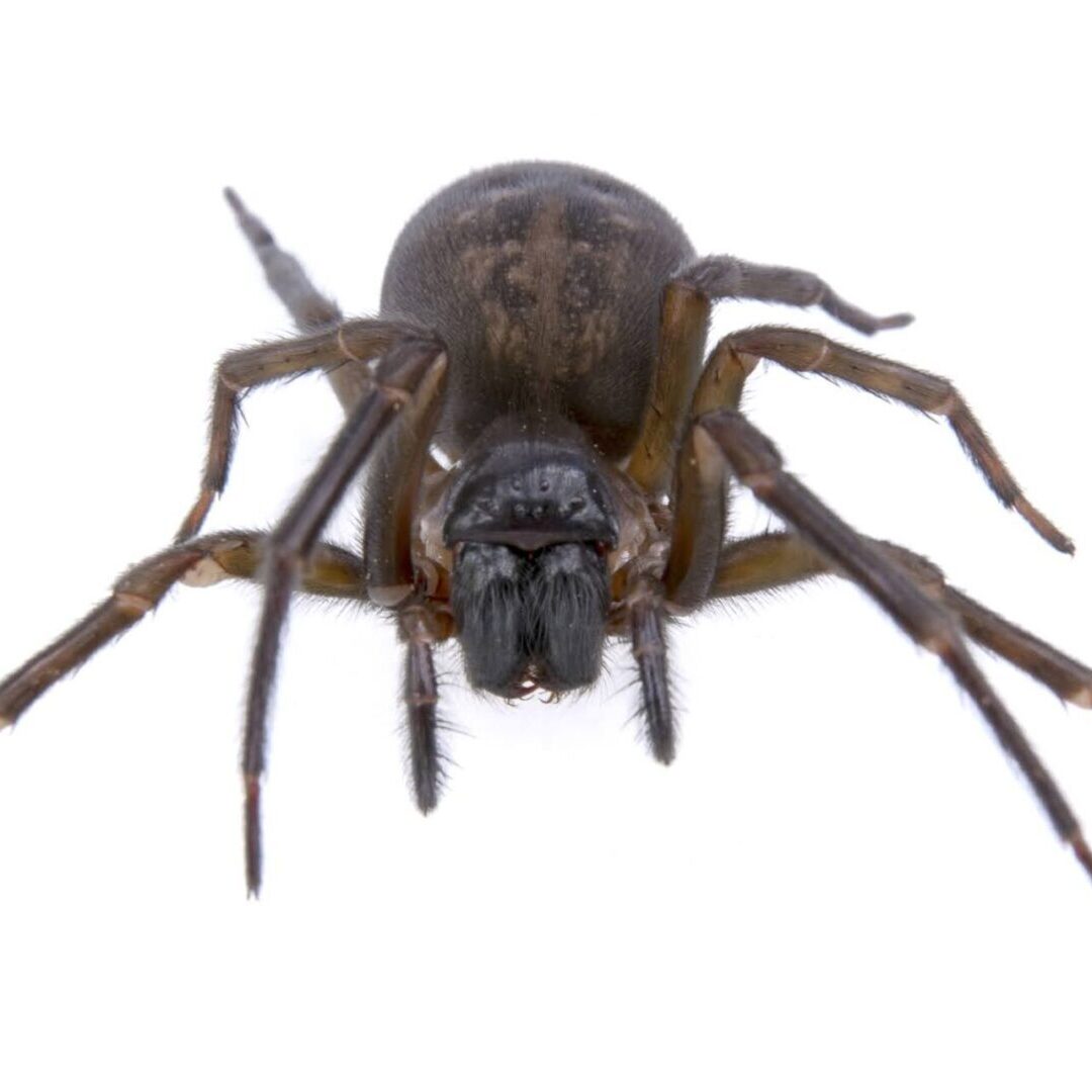 Dark brown spider isolated on a white background