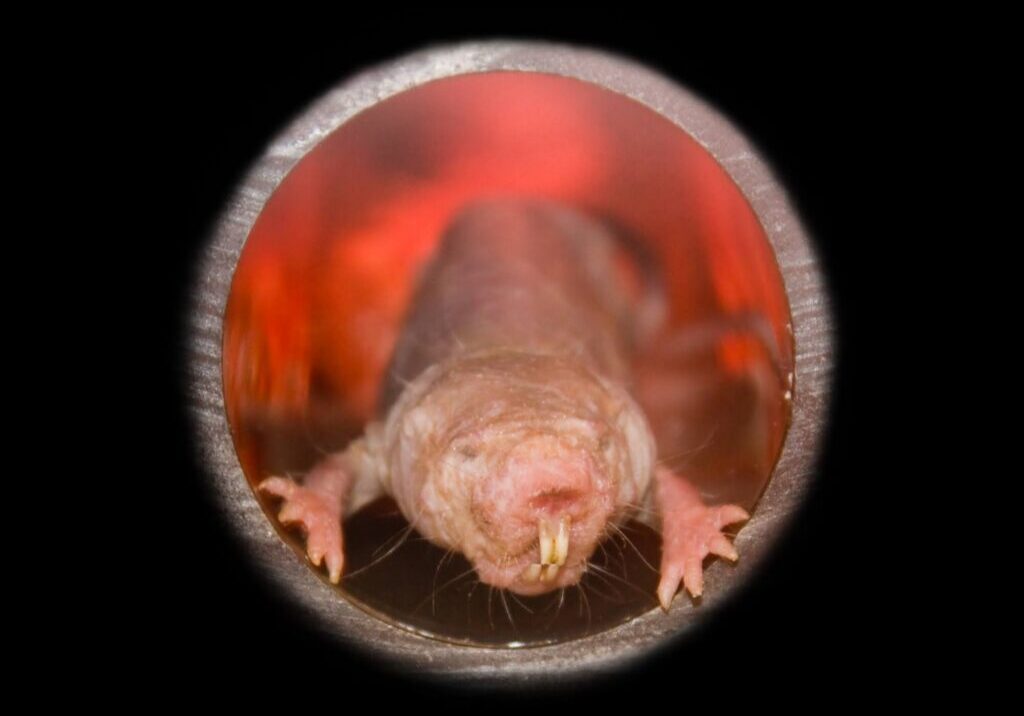 Eary Termite & Pest Services