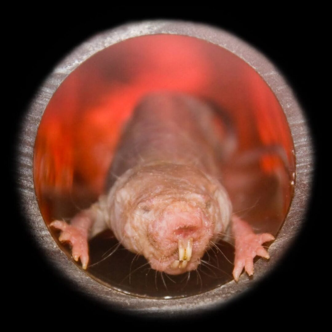 Eary Termite & Pest Services