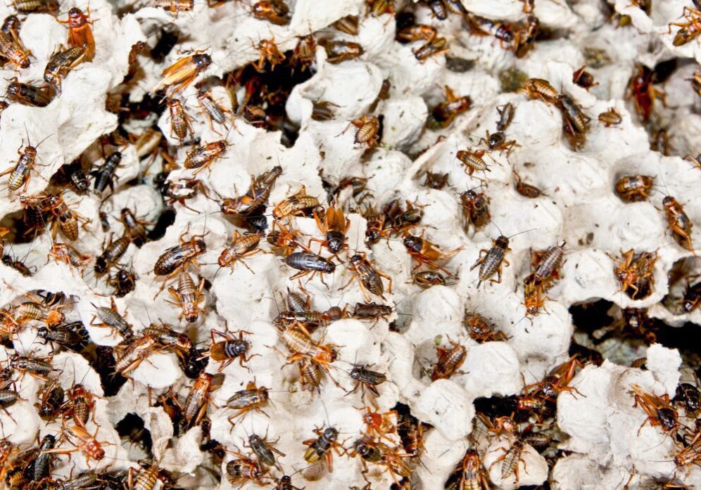 Top Signs of a German Cockroach Infestation