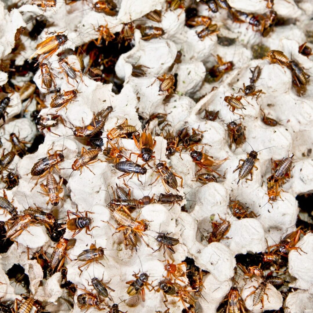 Top Signs of a German Cockroach Infestation